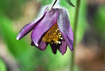 Pulsatilla pratensis ssp. bohemika - koniklec luční český